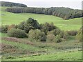 Small pond near Hollybush farm