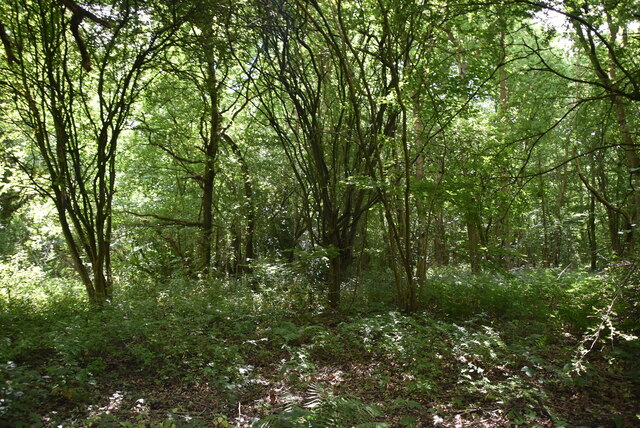 Chalk Wood © N Chadwick :: Geograph Britain and Ireland