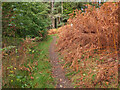 NT2347 : Autumnal bracken near Barony Castle by Jim Barton