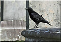 A carrion crow in the graveyard