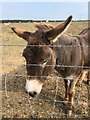 SR9098 : Friendly donkey at Chapel Farm by Eirian Evans