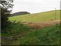 Sheep pasture at Netherbarns