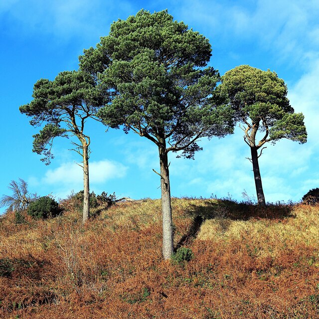 Trio of Trees © Raibeart MacAoidh cc-by-sa/2.0 :: Geograph Britain and ...