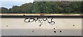 TL8565 : Solicitous graffiti, Bury St Edmunds railway bridge by Christopher Hilton