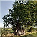 The Monwode Oak, Monwode Lea