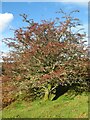 Hawthorn with berries