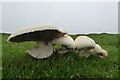 SD3978 : Fungi by Philip Halling