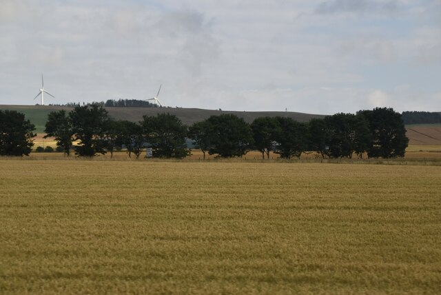 Trees along the A90 © N Chadwick :: Geograph Britain and Ireland