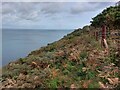 On the new SW coast path from Porthallow to Porthkerris