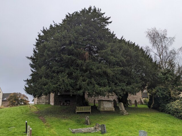 Yew trees at St. Mary's church (Callow) © Fabian Musto cc-by-sa/2.0 ...