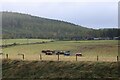 Field with cattle