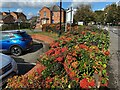 Pyracantha hedge, Warwick