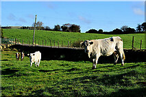 H5375 : Cattle, Oxtown by Kenneth  Allen