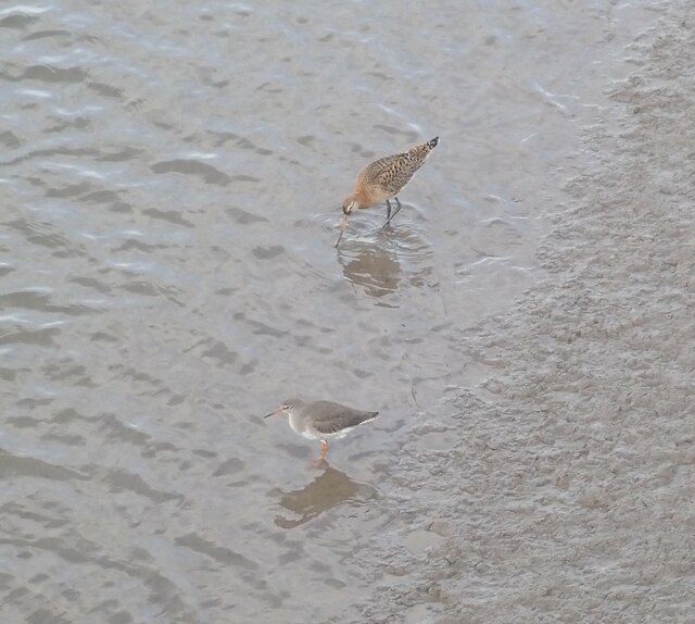 A couple of waders at Kidwelly Quay © Eirian Evans cc-by-sa/2.0 ...