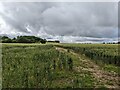 SD5612 : A bridleway through the wheat field by David Medcalf