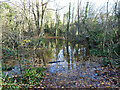 Pond by Dollis Brook