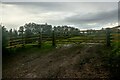 Nettlecombe : Field