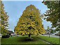 SK2572 : Autumn tree on the village green by Graham Hogg