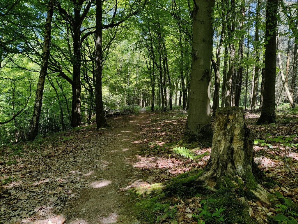 Path through Newhall Coppice © Mat Fascione cc-by-sa/2.0 :: Geograph ...