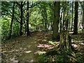 Path through Newhall Coppice