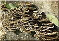 SE5258 : Turkey tail fungus - Trametes versicolor, Beningbrough Park  2 by Alan Murray-Rust