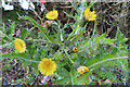 Rough Sow-thistle (Sonchus asper)