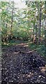 Footpath through woodland towards Horsley