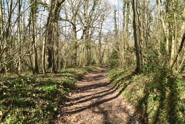 Whitehill Wood © N Chadwick :: Geograph Britain and Ireland