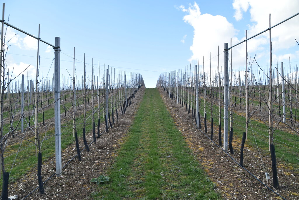 Footpath Through Orchard © N Chadwick :: Geograph Britain And Ireland