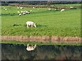 Reflection of a sheep in a pond