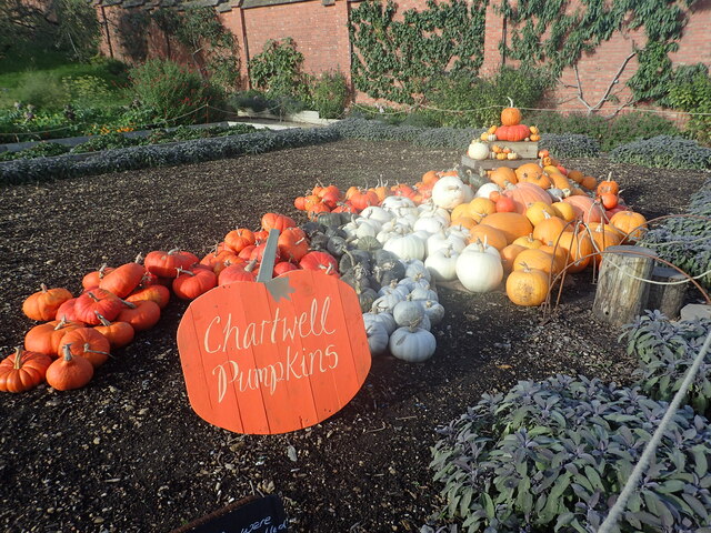 Squashes and pumpkins in the Walled Garden at Chartwell