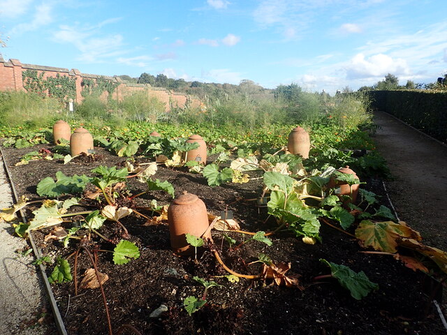 Growing rhubarb in the Walled Garden at Chartwell
