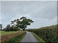 Green Lane (Track) north of Great Dunmow