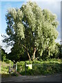 Willow tree, Lincoln Street Open Space