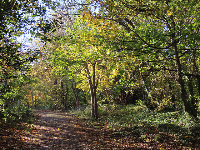 Ravelston Woods © Anne Burgess :: Geograph Britain and Ireland