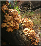 SX9063 : Fungi, Chelston by Derek Harper