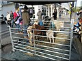 SP3166 : Goat & Shetland ponies at the Christmas Market, Royal Leamington Spa by Roy Hughes