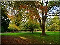SU1583 : Autumn in Town Gardens, Swindon by Brian Robert Marshall