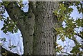 TF0626 : Bark of an Oak tree by Bob Harvey