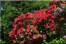 ST7734 : Rhododendron, Stourhead by Derek Harper