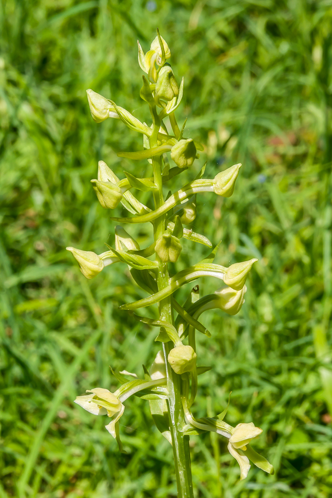 Greater Butterfly Orchid (Platanthera... © Ian Capper :: Geograph ...