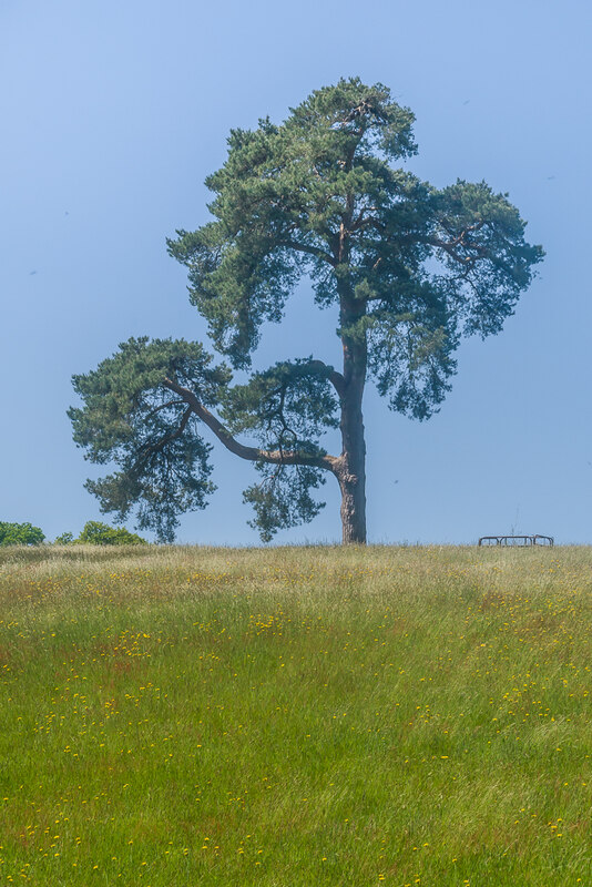 Scots Pine © Ian Capper Cc By Sa20 Geograph Britain And Ireland