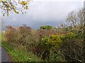 Autumn trees beside the Derwent Walk