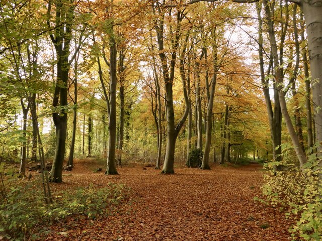 Beech wood, Dalkeith Park © Richard Webb cc-by-sa/2.0 :: Geograph ...