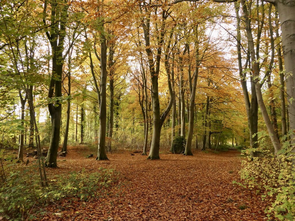 Beech wood, Dalkeith Park © Richard Webb cc-by-sa/2.0 :: Geograph ...