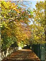 Path by Bodlondeb Woods