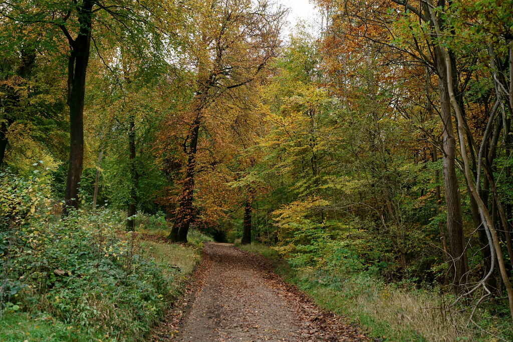 Ranmore Common © Peter Trimming cc-by-sa/2.0 :: Geograph Britain and ...