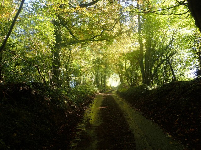 Lane through Church Wood