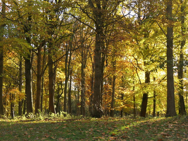 Beech wood, Dalkeith Park © Richard Webb :: Geograph Britain and Ireland