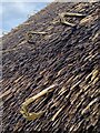 Detail of thatched roof, Penrhos Cottage